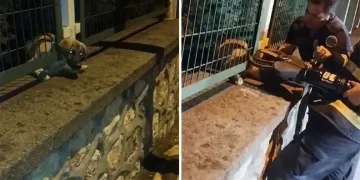 Demir korkuluklara sıkışan yavru köpek böyle kurtarıldı