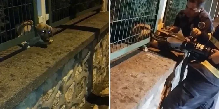 Demir korkuluklara sıkışan yavru köpek böyle kurtarıldı