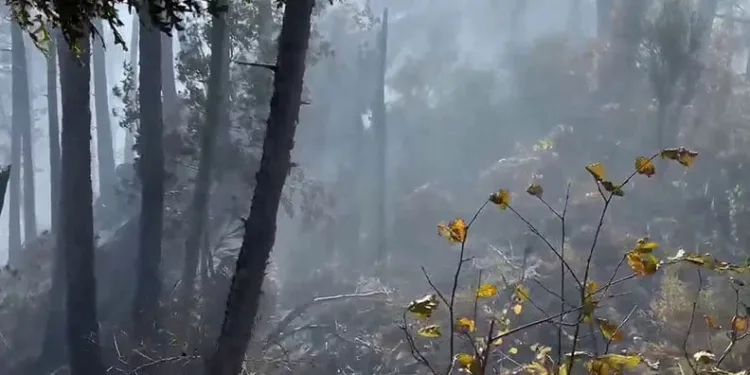 Hatay’daki orman yangınına çevre illerden destek