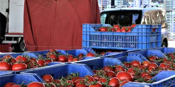 Antalya’da domatesin miktarı düştü, fiyatı arttı