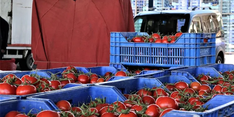 Antalya’da domatesin miktarı düştü, fiyatı arttı