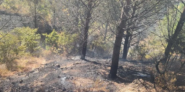 Zeytinlik alanda çıkan yangına havadan ve karadan müdahale edildi