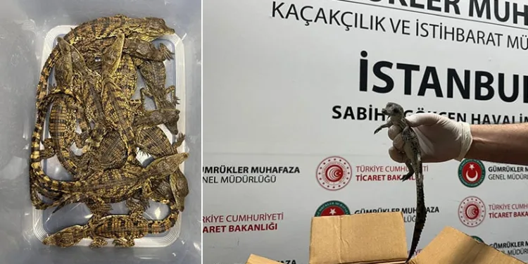 Gümrük Muhafaza ekipleri canlı hayvan kaçakçılığına engel oldu