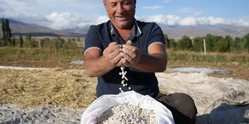 Kuru fasulyede yüksek rekolte çiftçinin yüzünü güldürdü