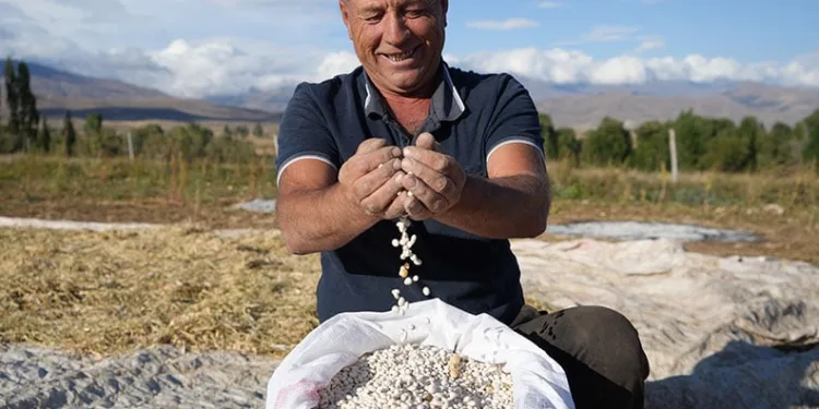 Kuru fasulyede yüksek rekolte çiftçinin yüzünü güldürdü