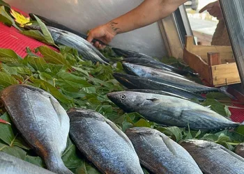Palamut balıkçıyı güldürdü