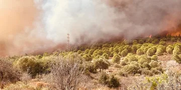 İzmir Foça’da yangın