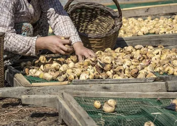 Kuru incir ihracatı sezonu kapattı