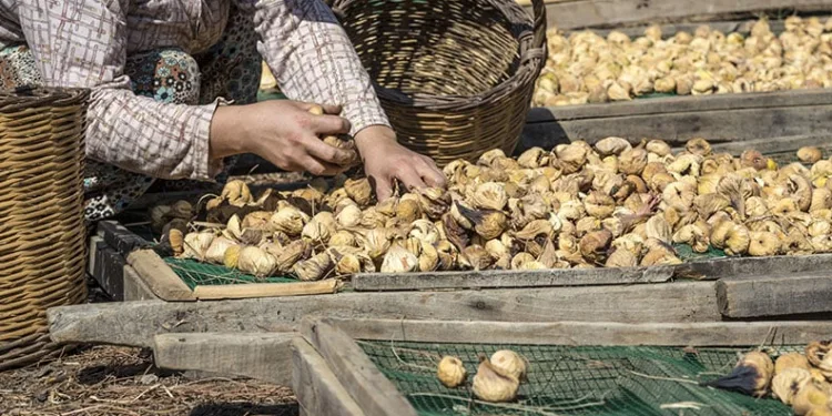 Kuru incir ihracatı sezonu kapattı