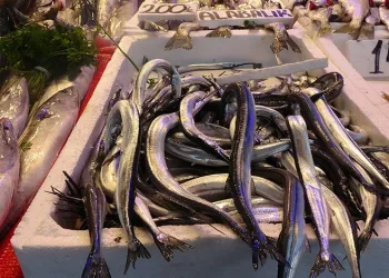 Karadeniz’de zargana bereketi