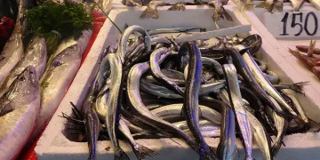 Karadeniz’de zargana bereketi