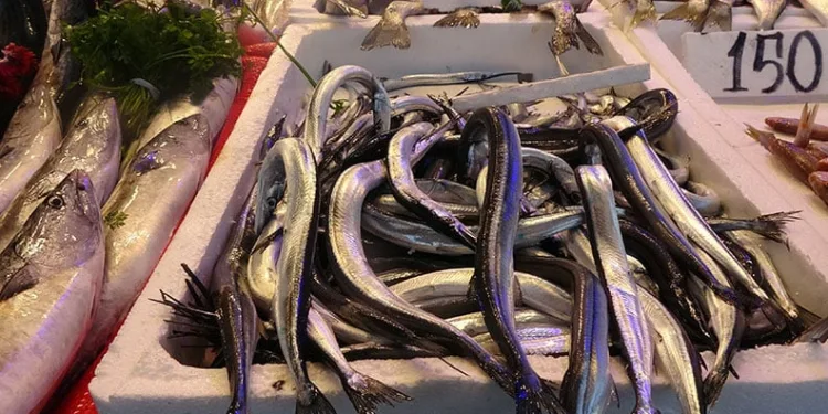 Karadeniz’de zargana bereketi