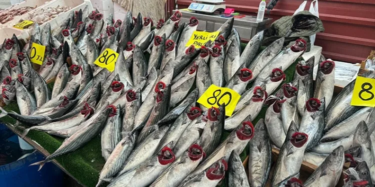 Palamudun fiyatı 80 liraya düştü