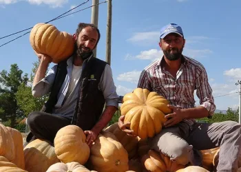 Su kısıtlaması bal kabağı rekoltesini yarı yarıya düşürdü