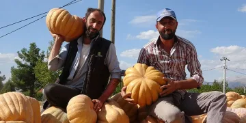 Su kısıtlaması bal kabağı rekoltesini yarı yarıya düşürdü