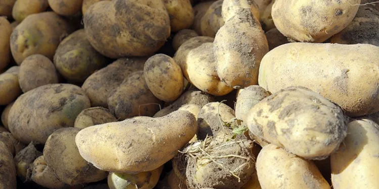 Kastamonu’da patates hasadı