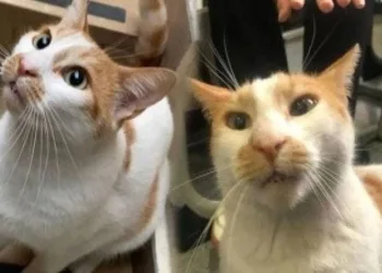 Kediyi 5. kattan atan gözetmene 3 yıla kadar hapis istemi