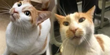 Kediyi 5. kattan atan gözetmene 3 yıla kadar hapis istemi