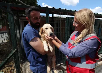 37 sokak hayvanı yeni yuvasına kavuştu