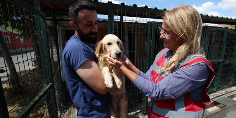 37 sokak hayvanı yeni yuvasına kavuştu