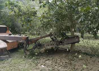 Ceviz hasadından 60 bin ton rekolte bekleniyor