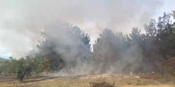 Mudanya Devlet Hastanesi yakınlarında yangın çıktı!