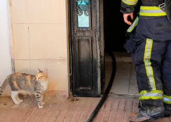Bodrum katta çıkan yangın sonrası yavru kedi alarmı