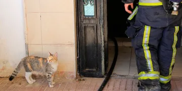 Bodrum katta çıkan yangın sonrası yavru kedi alarmı