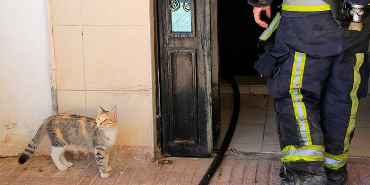 Bodrum katta çıkan yangın sonrası yavru kedi alarmı