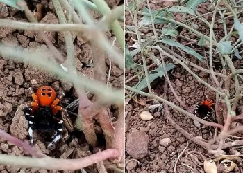 Elazığ’da zehirli tür ‘Uğur Böceği Örümceği’ görüldü
