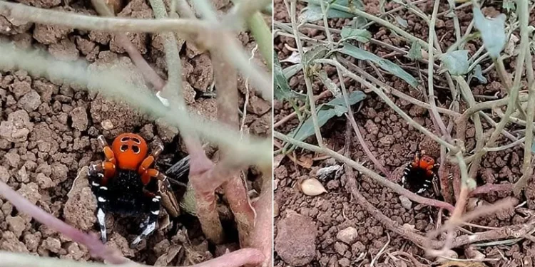 Elazığ’da zehirli tür ‘Uğur Böceği Örümceği’ görüldü