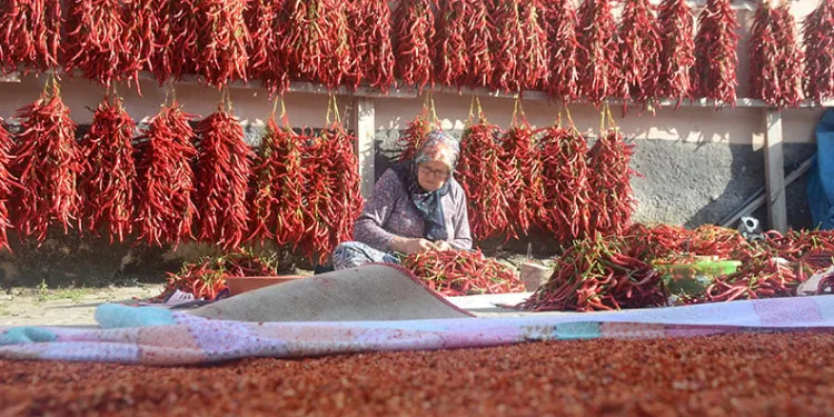 Acı kırmızıbiberin verimi bu yıl düştü