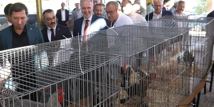 İnegöl’de Küçükbaş Hayvancılık Festivali başladı