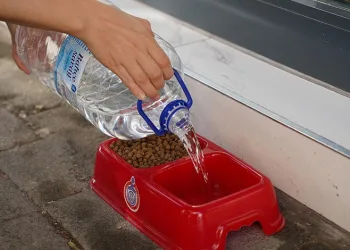 Orhangazi Belediyesinden sokaklara mama bırakma projesi