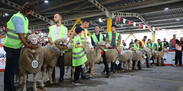 İnegöl’de koç ve tavuklar kıyasıya yarıştı