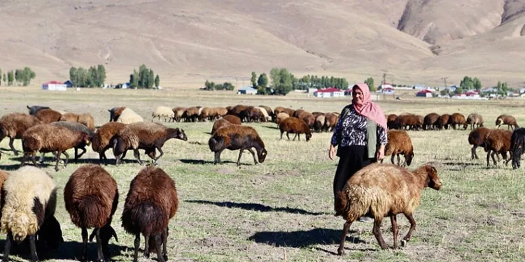Devlet desteğiyle aldığı 100 koyunu, 400’e çıkardı