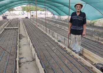 Yeni sezonun ilk salepleri toprakla buluştu