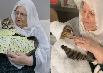 Bebek gibi giydirdiği kedisiyle fenomen oldu