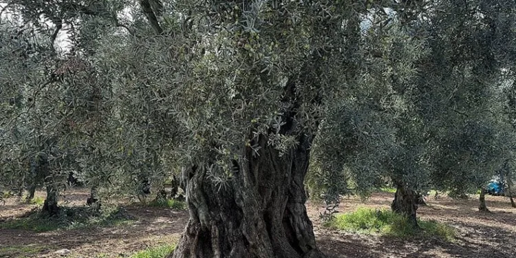 Bin 700 yıllık zeytin ağaçları hala ürün veriyor