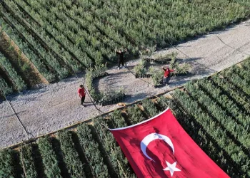 Zeytin fidanlarıyla Türk Bayrağı oluşturdu