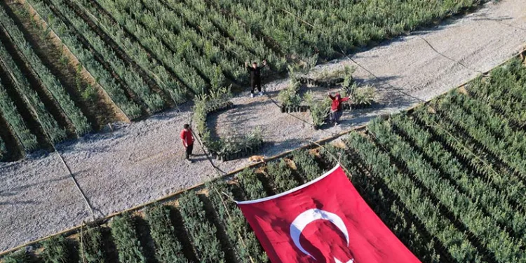 Zeytin fidanlarıyla Türk Bayrağı oluşturdu