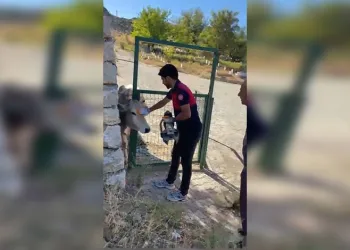 Aksaray’da sürüye saldıran kurtlar 100 koyunu telef etti