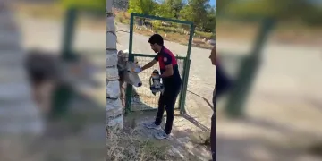Aksaray’da sürüye saldıran kurtlar 100 koyunu telef etti