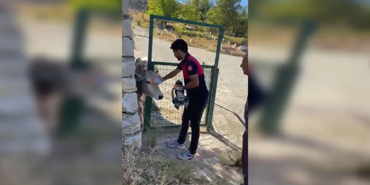 Aksaray’da sürüye saldıran kurtlar 100 koyunu telef etti