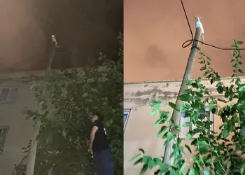 Iğdır’da terör operasyonu: DEM Parti İl Başkanı gözaltına alındı
