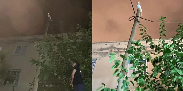 Iğdır’da terör operasyonu: DEM Parti İl Başkanı gözaltına alındı