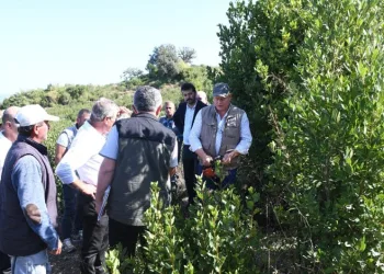 Mudanya’da defne üretimi için çalışmalar başlatıldı
