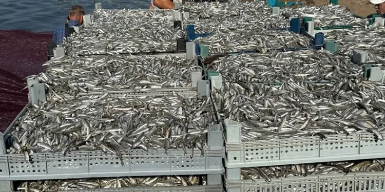 İznik Gölü’nde tarihi balık rekoru