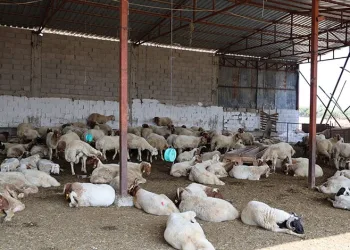 Elazığ’da otomobil takla attı: 1 yaralı
