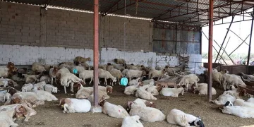 Elazığ’da otomobil takla attı: 1 yaralı